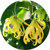 INCI - Esenciálny olej ylang ylang (Cananga Odorata Flower Oil)